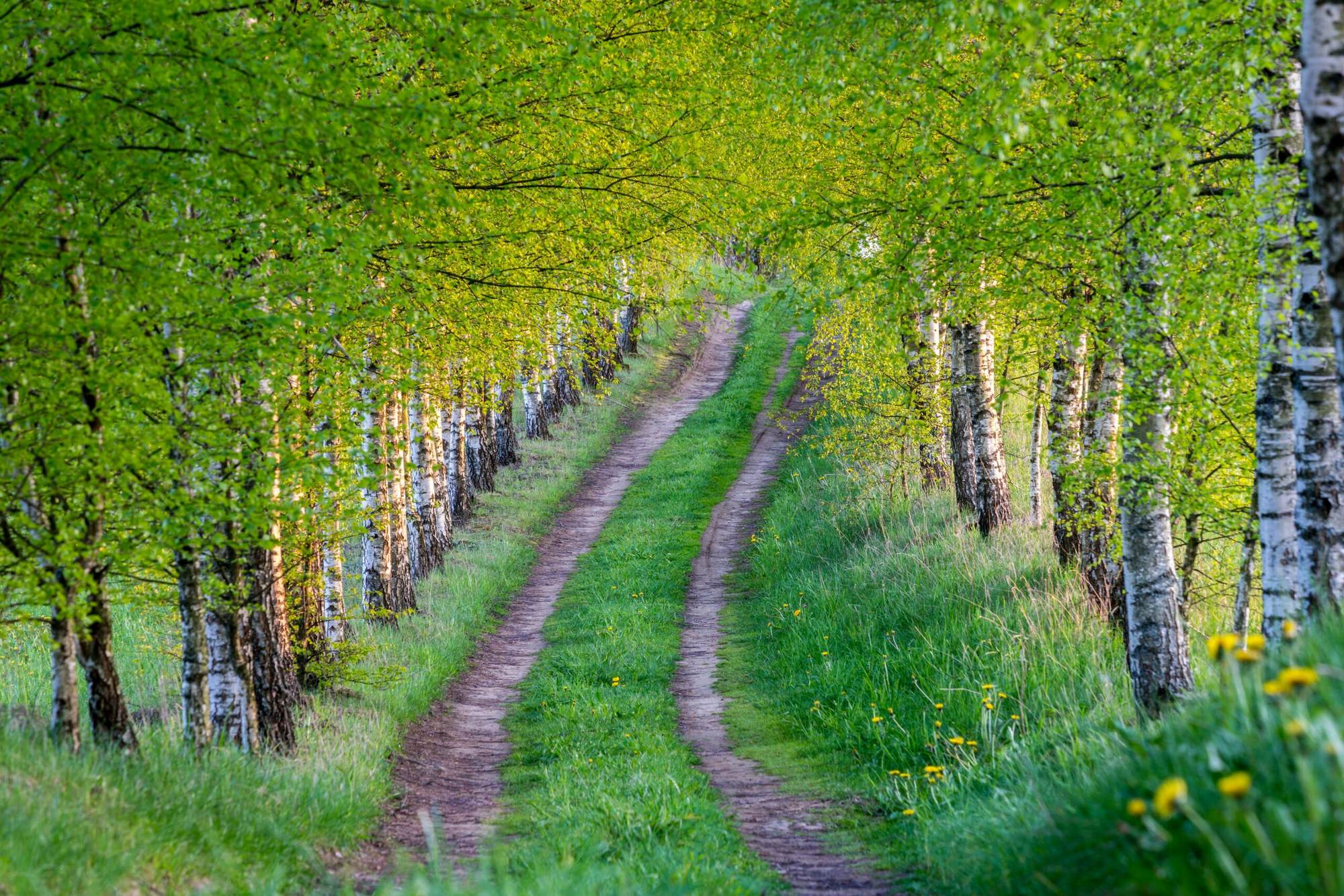 Wandelen in de lente: zo ga je goed voorbereid op pad