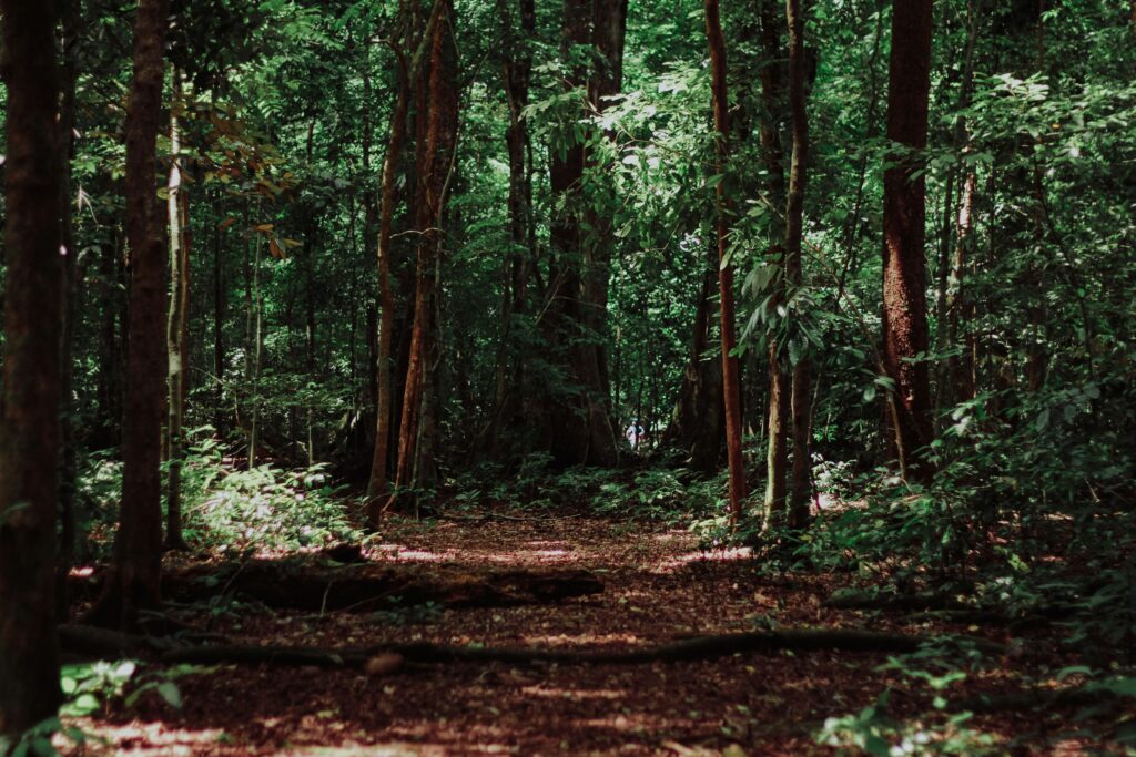 Bomen langs een wandelpad in een groen bos